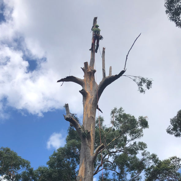 Removal of Dead Tree