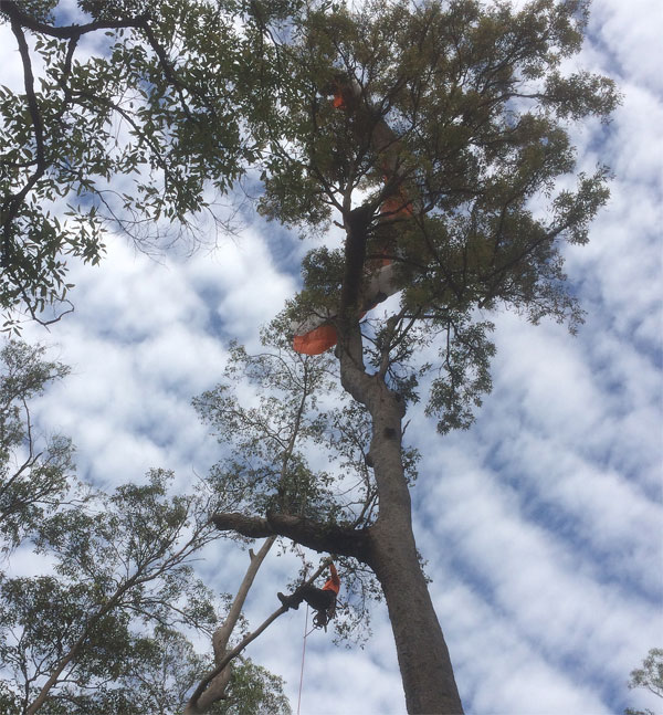 About Treeline Services - One of our abhorists in a tree