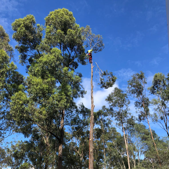 Removal of Dead Tree